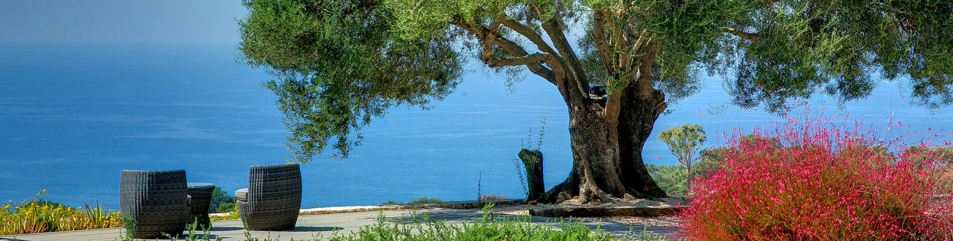 izmir_zeytin_agacı_