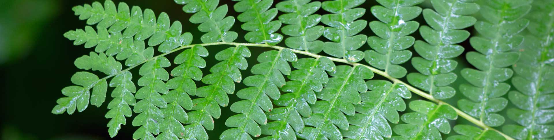 kralegreltisi_endemik_bitki_turleri_006_